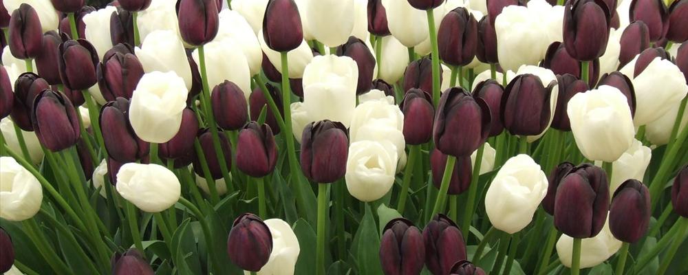 Tulips Black and White